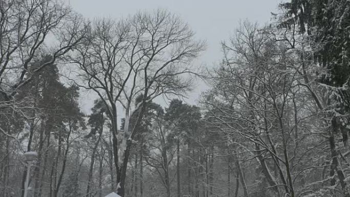 高树下雪