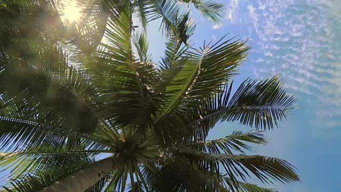 蓝天下的椰子树蓝天下的椰子树