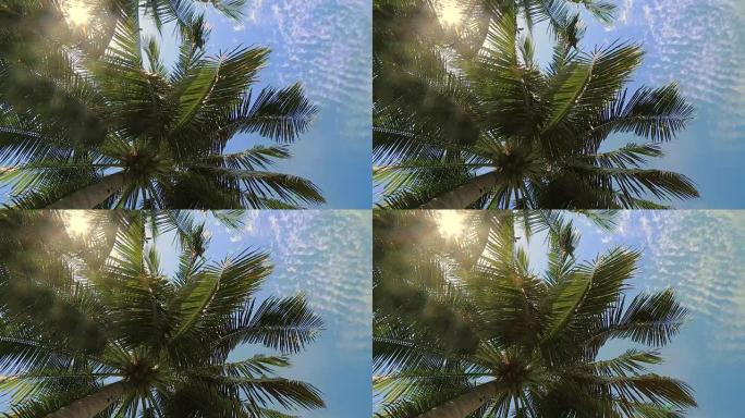 蓝天下的椰子树蓝天下的椰子树