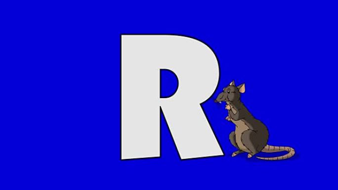 字母R和Rat (背景)