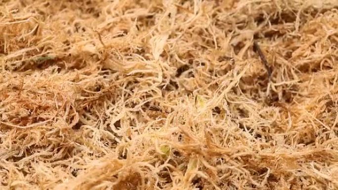 美丽的干泥炭藓。