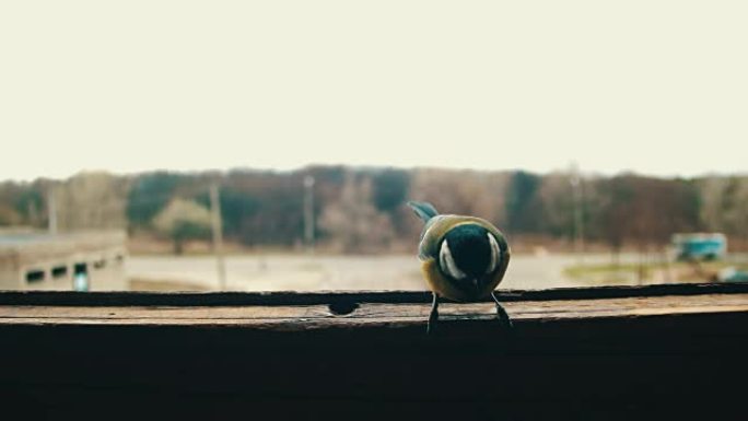 鸟山雀在木制窗台上吃面包