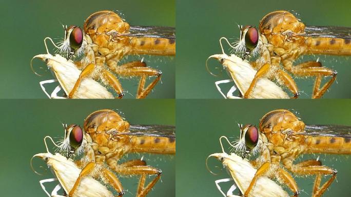 蜻蜓吃蚜虫。