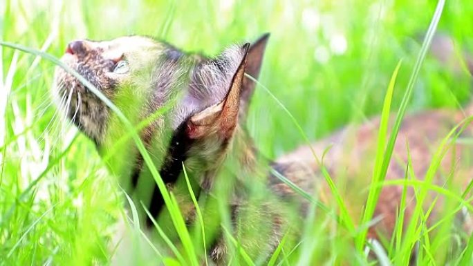猫躺在花园里的草地上