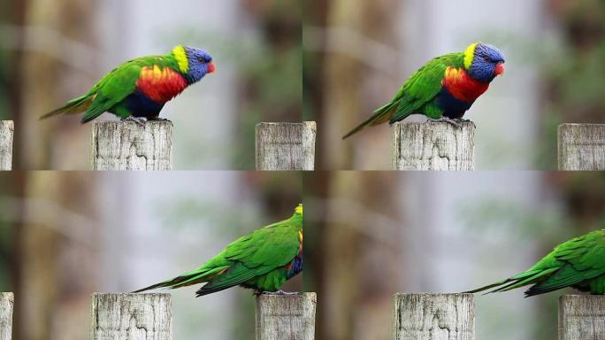 彩虹鹦鹉栖息在木柱上