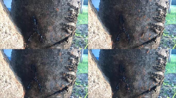 蚂蚁的团队合作将蝎子移到树上。