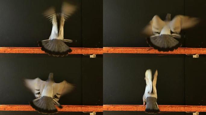 年轻的赛鸽练习飞行