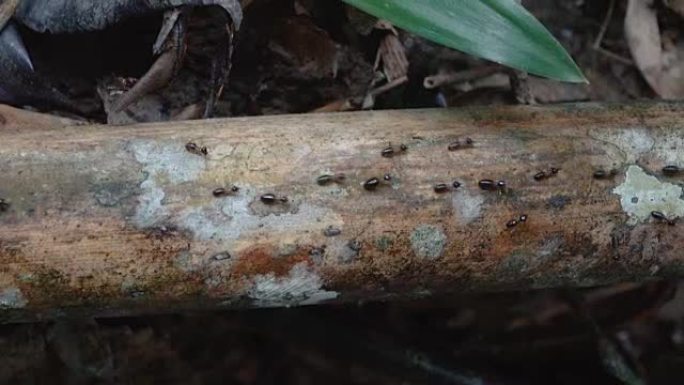 白蚁在木头上行走