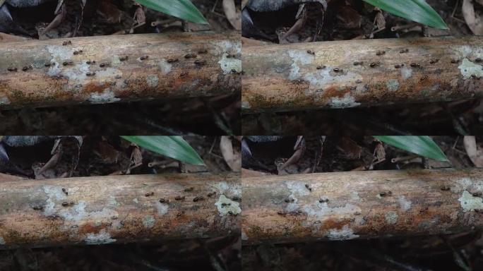 白蚁在木头上行走