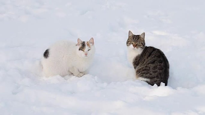 冬天雪中两只猫特写雪地猫咪