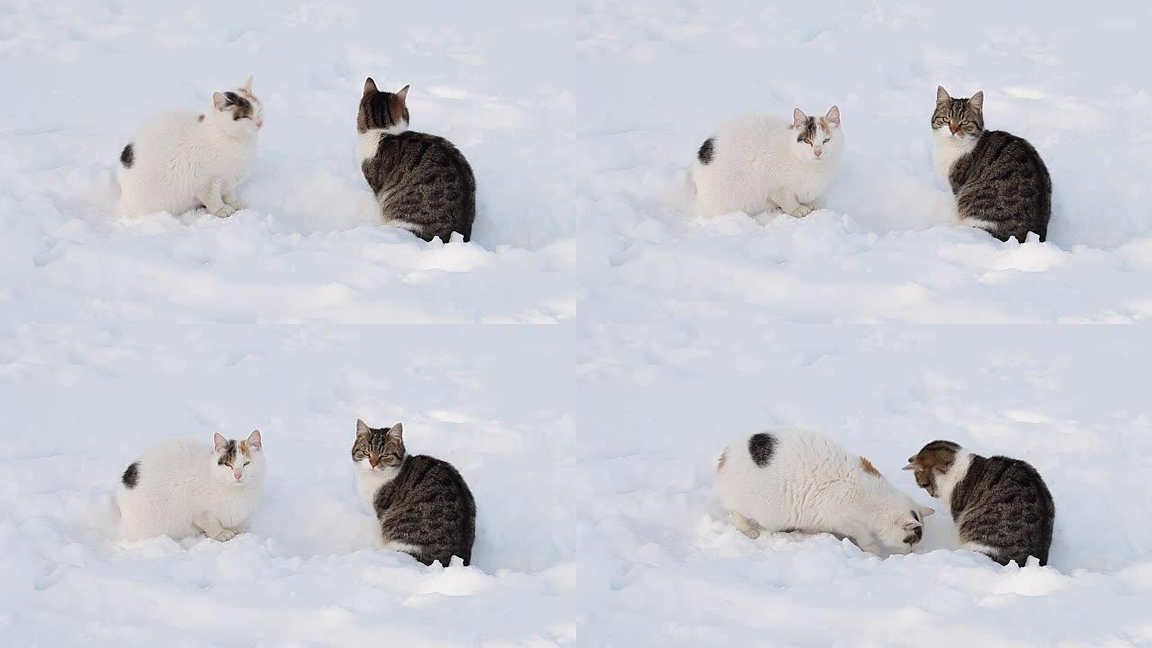 冬天雪中两只猫特写雪地猫咪