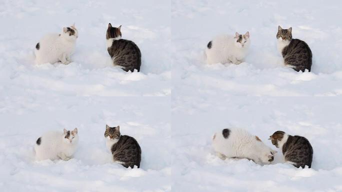 冬天雪中两只猫特写雪地猫咪