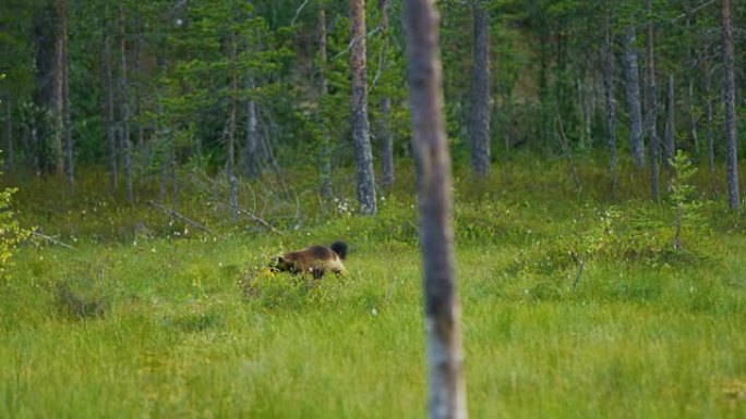 成年野生金刚狼在森林中自由行走