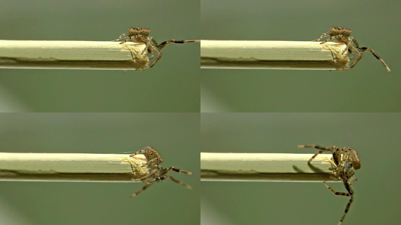 大毒蜘蛛在棍子表面爬行的侧视图
