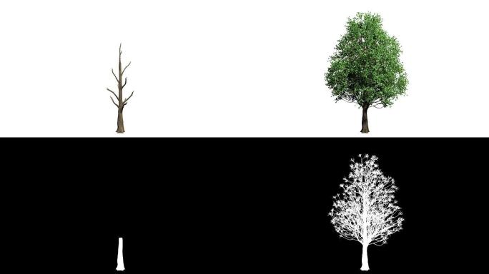 白色孤立的3D现实树