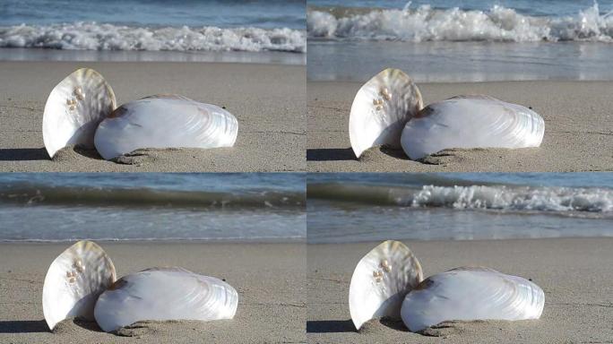 沙滩上的鸡壳