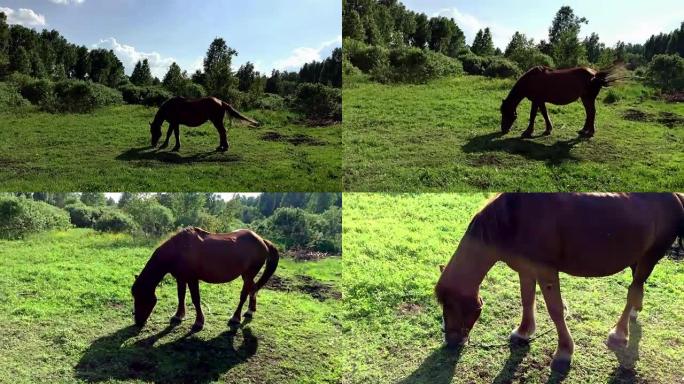 棕色的大马在草地上吃草。乡村景观。缩小摄像头。马吃草，赶走挥舞着尾巴和鬃毛的昆虫。绿草草地。彩虹灯。