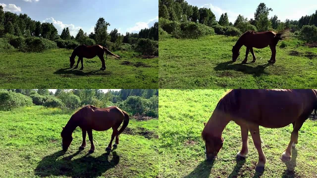 棕色的大马在草地上吃草。乡村景观。缩小摄像头。马吃草，赶走挥舞着尾巴和鬃毛的昆虫。绿草草地。彩虹灯。