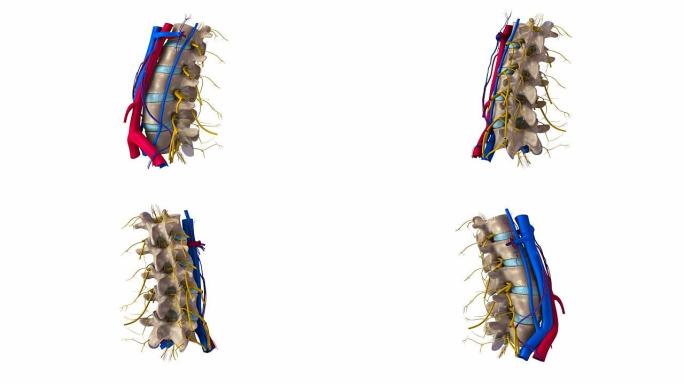腰椎有动脉、神经和静脉