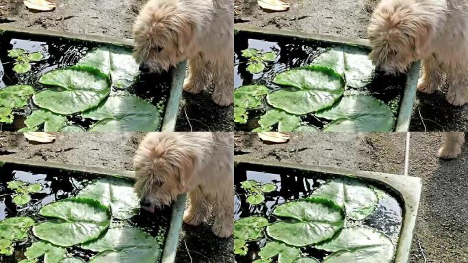 毛茸茸的狗饮用水