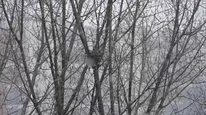 冬天的时候。降雪，背景树