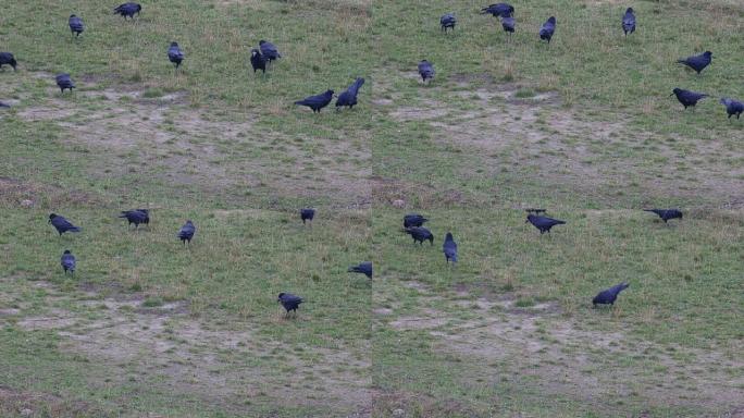 乌鸦群在寻找食物