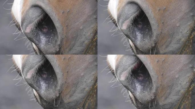 马的鼻孔靠近。慢动作中纯种种马近场的枪口细节。