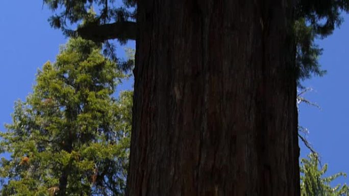 巨型红杉