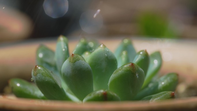 唯美雨水中的多肉盆栽植物