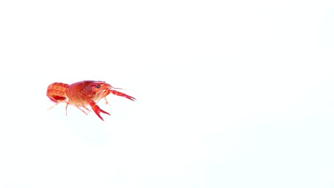 孤立的红爪小龙虾