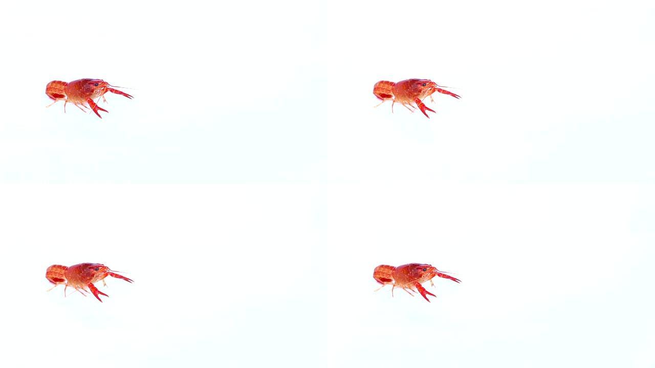 孤立的红爪小龙虾