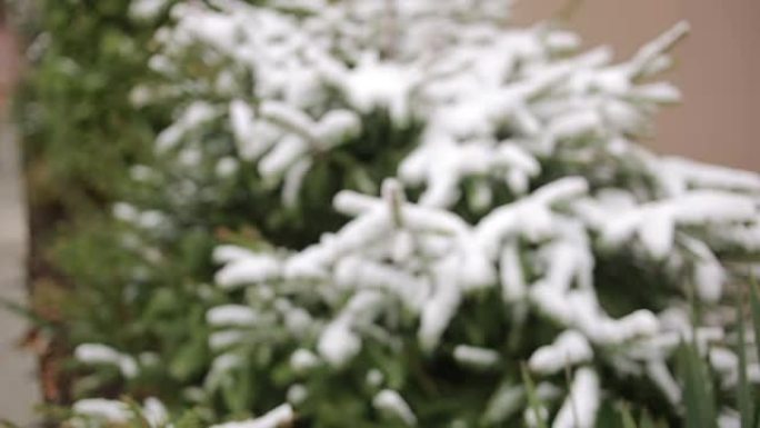 被雪覆盖的崖柏树枝。初雪