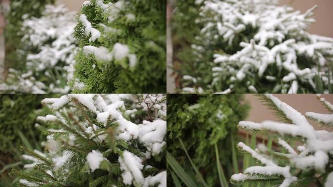 被雪覆盖的崖柏树枝。初雪