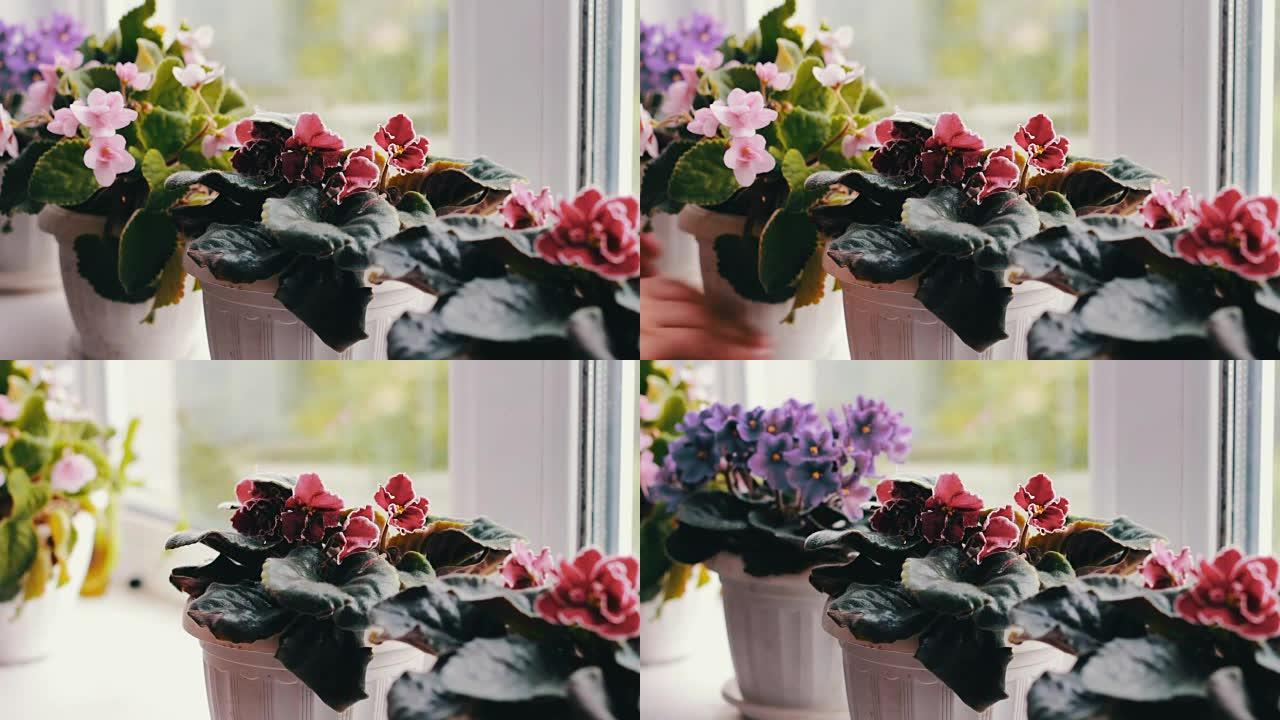 女人取下花盆，窗台上绽放美丽，盛开，嫩紫罗兰，红色，粉红色紫罗兰