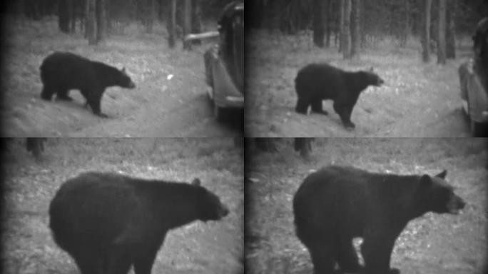 1937: 喂野黑熊从车窗路边奢华颓废。