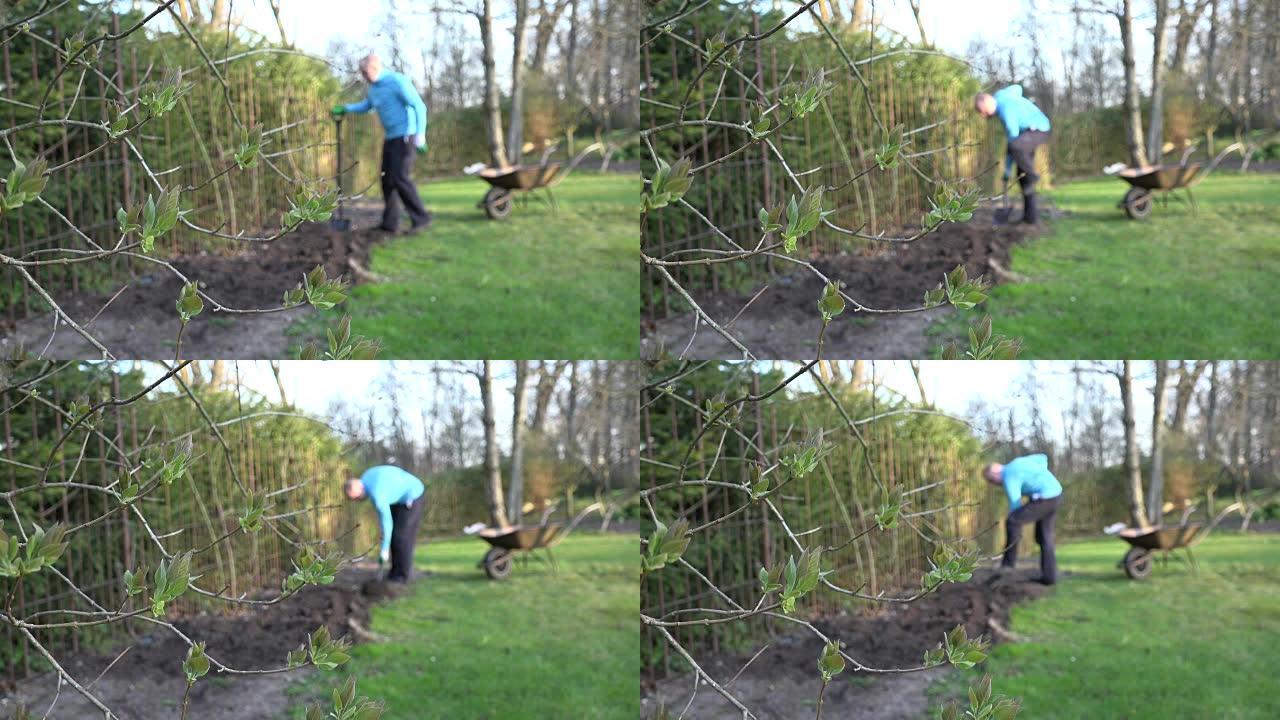 展开丁香树枝和模糊的园丁挖掘地面土壤
