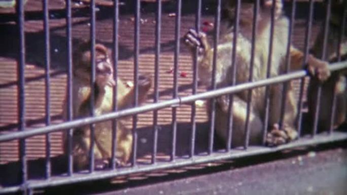 1968: 不同环境中笼养猴子的场景。