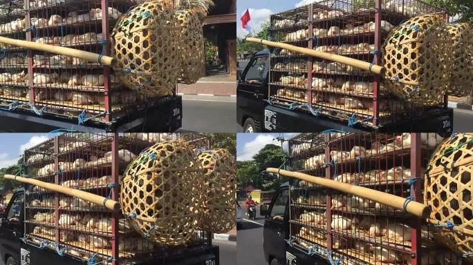 在巴厘岛的一辆卡车上的笼子里运送活鸡