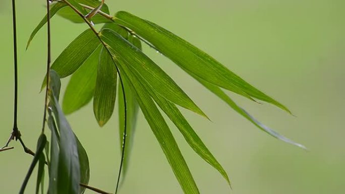 绿色背景下的竹叶