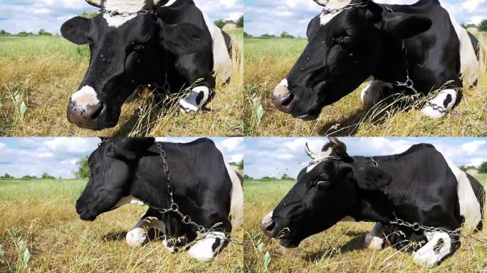 牛躺在草地上嚼草。慢动作
