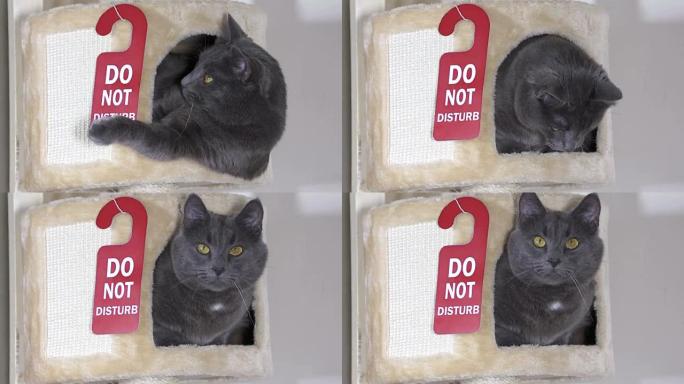 有趣的灰猫在米色猫树屋公寓里，带衣架，请勿打扰