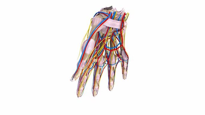 手掌有韧带，动脉，静脉和神经