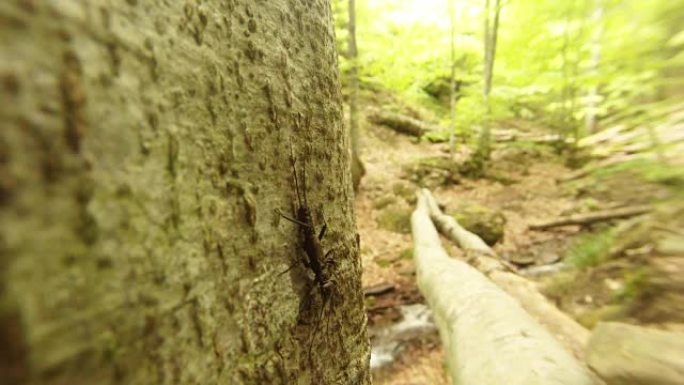 小昆虫静止在森林中的树皮上