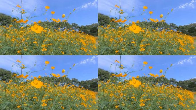 日本东京昭和基宁公园的硫磺花