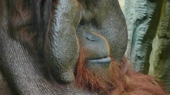 红毛猩猩上的红毛猩猩。