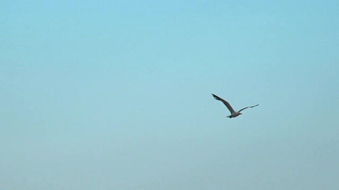 天空中的海鸥，4k手持徒步拍摄，轻微的相机摇晃
