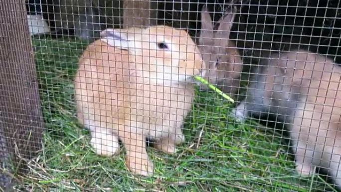 兔子吃绿色