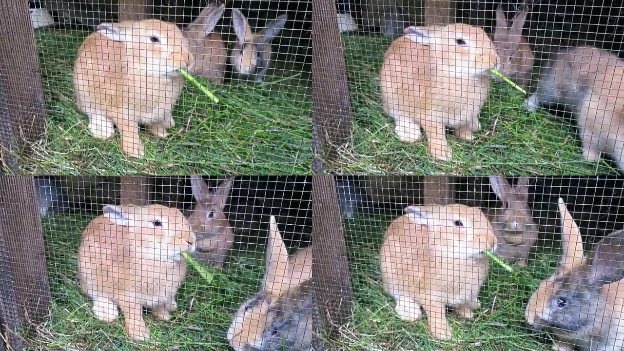 兔子吃绿色