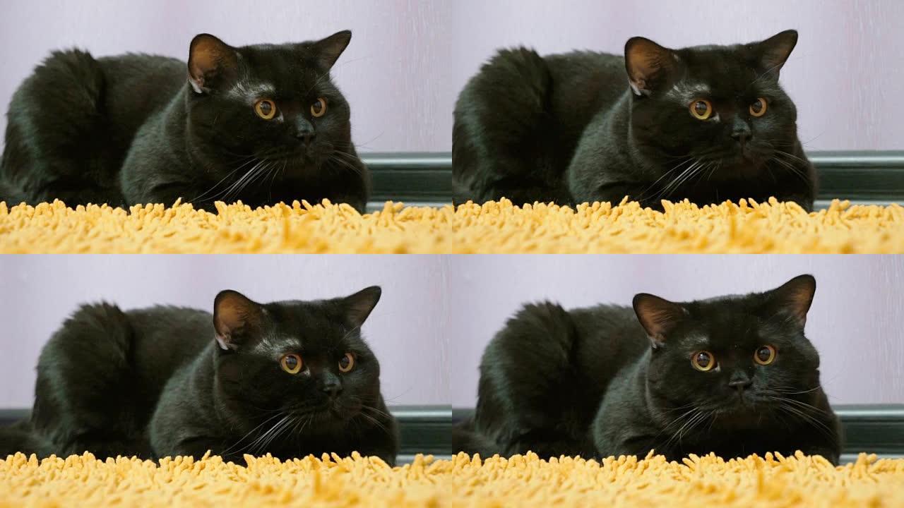 英国黑猫对着镜头摆姿势