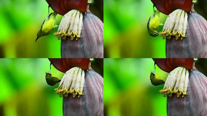 鸟，太阳鸟雌性栖息在香蕉花上吃甜。